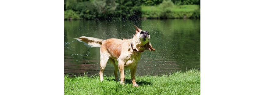 Productos naturales para cuidar a tu mascota en verano